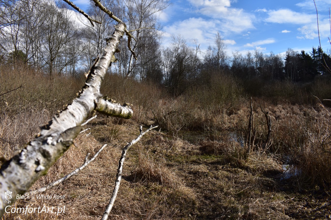 Torfowisko Wielkie Błoto bagienko